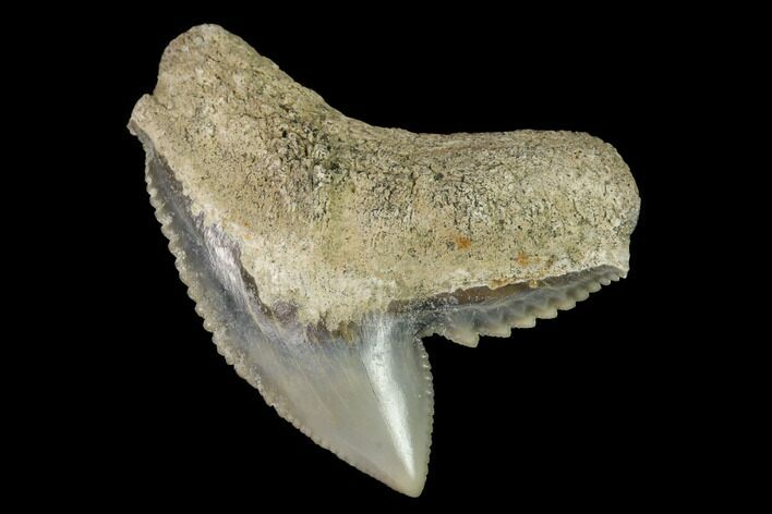 Fossil Tiger Shark (Galeocerdo) Tooth - Aurora, NC #143919